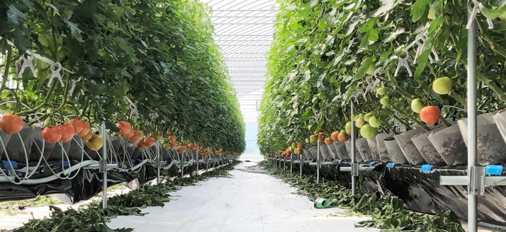 はげした農園の正社員 農林・水産 農林・水産の求人情報イメージ3